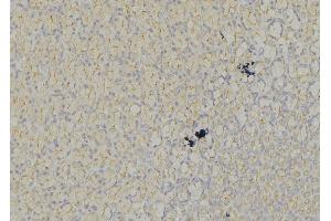 ABIN6278463 at 1/100 staining Mouse liver tissue by IHC-P. (FLT3 antibody  (C-Term))
