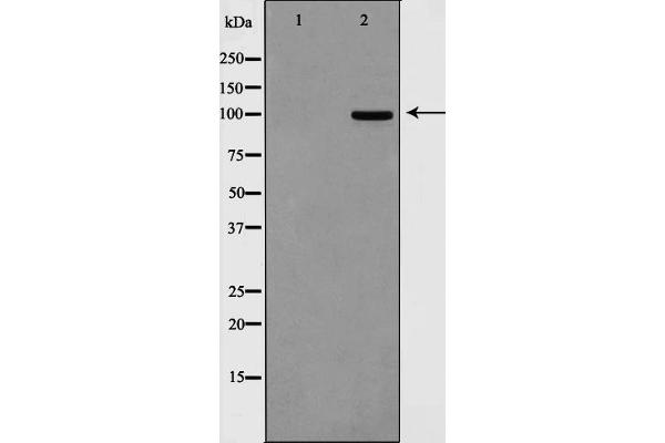 DLGAP1 antibody  (Internal Region)