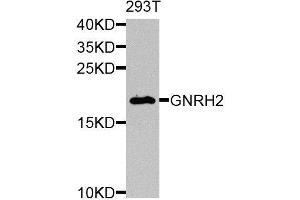 Western blot analysis of extracts of 293T cells, using GNRH2 antibody. (GnRH2 antibody  (AA 24-120))