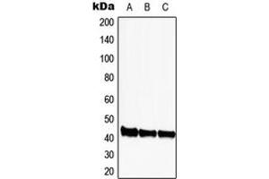 Western blot analysis of CDK9 expression in HEK293T (A), SP2/0 (B), PC12 (C) whole cell lysates. (CDK9 antibody  (Center))