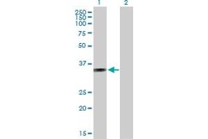 Western Blot analysis of AMMECR1 expression in transfected 293T cell line by AMMECR1 MaxPab polyclonal antibody. (AMMECR1 antibody  (AA 1-296))