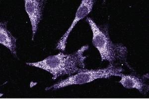 Immunofluorescent staining of NIH-3T3 cells. (LIM Domain Kinase 1 antibody  (AA 232-333))