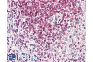 ABIN987270 (5µg/ml) staining of paraffin embedded Human Spleen. (HMHA1 antibody  (AA 57-71))