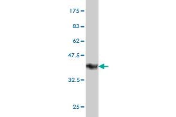 FAM50A antibody  (AA 1-88)