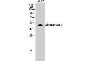 Western Blotting (WB) image for anti-Adenosine A3 Receptor (ADORA3) (C-Term) antibody (ABIN3183191) (Adenosine A3 Receptor antibody  (C-Term))