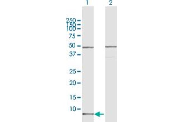 CCL15 抗体  (AA 1-113)
