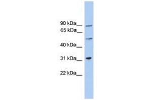 Image no. 1 for anti-Centrosomal Protein 57kDa-Like 1 (CEP57L1) (AA 141-190) antibody (ABIN6746415)