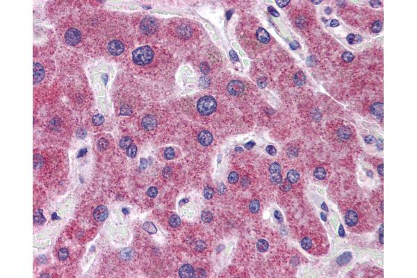 RHBG antibody  (AA 362-411)