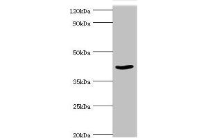 Western blot All lanes: Protein arginine N-methyltransferase 1 antibody at 2 μg/mL + NIH/3T3 whole cell lysate Secondary Goat polyclonal to rabbit IgG at 1/10000 dilution Predicted band size: 42, 40, 41 kDa Observed band size: 42 kDa (PRMT1 antibody  (AA 20-353))