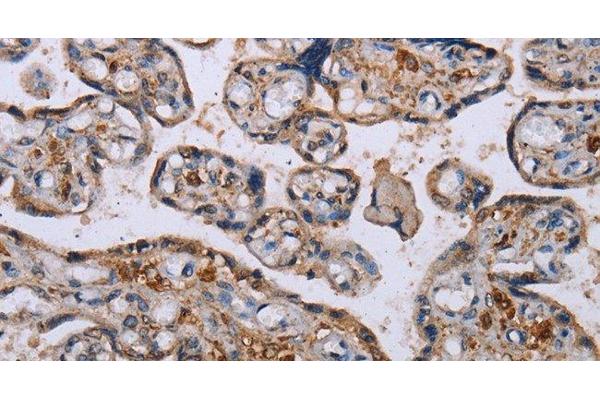 LEPREL2 antibody
