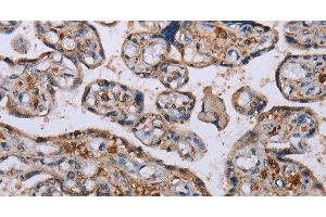 Immunohistochemistry of paraffin-embedded Human placenta using P3H3 Polyclonal Antibody at dilution of 1:50 (LEPREL2 antibody)
