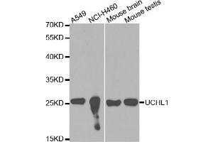 Western blot analysis of extracts of various cell lines, using UCHL1 antibody (ABIN5971158) at 1/1000 dilution. (UCHL1 antibody)
