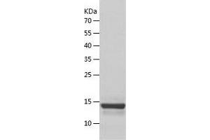 Western Blotting (WB) image for ATPase Inhibitory Factor 1 (ATPIF1) (AA 26-106) protein (His tag) (ABIN7289295) (ATPase Inhibitory Factor 1 Protein (ATPIF1) (AA 26-106) (His tag))