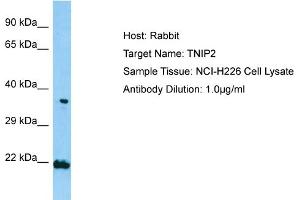 Host: RabbitTarget Name: TNIP2Antibody Dilution: 1.