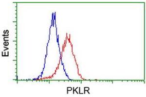 Image no. 2 for anti-Pyruvate Kinase, Liver and RBC (PKLR) antibody (ABIN1500245) (PKLR antibody)