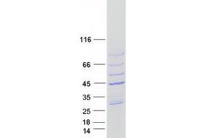 Validation with Western Blot (ARPM1 Protein (Myc-DYKDDDDK Tag))