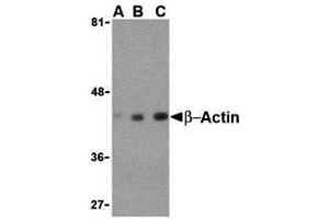 Western Blotting (WB) image for anti-Actin, beta (ACTB) (C-Term) antibody (ABIN1030290) (beta Actin antibody  (C-Term))