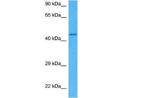 Host:  Mouse  Target Name:  MITF  Sample Tissue:  Mouse Liver  Antibody Dilution:  1ug/ml (MITF antibody  (Middle Region))