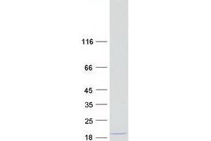 Validation with Western Blot (LGALS13 Protein (Myc-DYKDDDDK Tag))