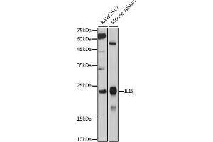 Western blot analysis of extracts of various cell lines, using IL18 antibody (ABIN7267992) at 1:1000 dilution. (IL-18 antibody)