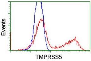 HEK293T cells transfected with either RC223774 overexpress plasmid (Red) or empty vector control plasmid (Blue) were immunostained by anti-TMPRSS5 antibody (ABIN2454956), and then analyzed by flow cytometry. (TMPRSS5 antibody)