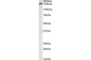 ABIN571091 (1µg/ml) staining of Human Cerebellum lysate (35µg protein in RIPA buffer). (CSMD1 antibody  (Internal Region))