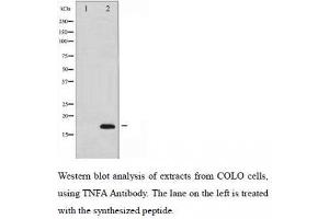 Western Blotting (WB) image for anti-Tumor Necrosis Factor alpha (TNF alpha) antibody (ABIN1846088) (TNF alpha antibody)