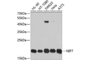 Western blot analysis of extracts of various cell lines using NIP7 Polyclonal Antibody at dilution of 1:1000. (NIP7 antibody)