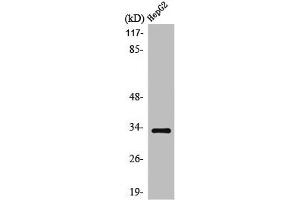 Western Blot analysis of HepG2 cells using ODC Polyclonal Antibody (SLC25A21 antibody  (Internal Region))