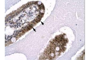 Image no. 1 for anti-SNW Domain Containing 1 (SNW1) (AA 103-152) antibody (ABIN6735801) (SNW1 antibody  (AA 103-152))