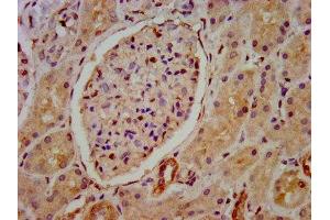 IHC image of ABIN7155939 diluted at 1:800 and staining in paraffin-embedded human kidney tissue performed on a Leica BondTM system. (HIP1R antibody  (AA 304-487))