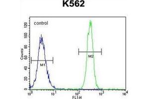 Flow cytometric analysis of K562 cells using NOS3 Antibody  (right histogram) compared to a negative control cell (left histogram). (ENOS antibody  (AA 1163-1191))