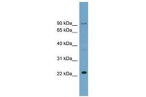 C15ORF15 antibody used at 0.