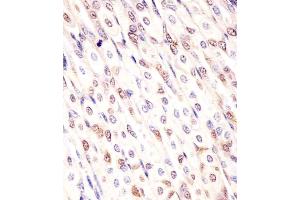 (ABIN6242936 and ABIN6578146) staining Mouse Med12 in mouse stomach sections by Immunohistochemistry (IHC-P - paraformaldehyde-fixed, paraffin-embedded sections).