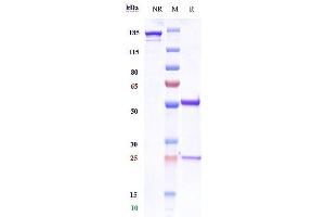 anti-CD3E (Foralumab Biosimilar) antibody