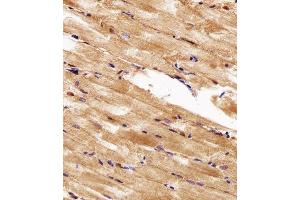 Immunohistochemical analysis of paraffin-embedded Z. (HSP90AA1 antibody  (AA 229-263))
