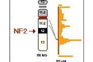 Image no. 2 for anti-Neurofibromin 2 (NF2) (pSer518) antibody (ABIN104130) (Merlin antibody  (pSer518))