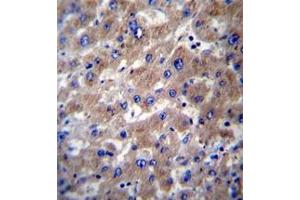 Formalin fixed, paraffin embedded human liver tissue stained with SLMO2 Antibody  followed by peroxidase conjugation of the secondary antibody and DAB staining. (SLMO2 antibody  (Middle Region))