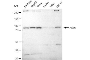 anti-Eukaryotic Translation Initiation Factor 2C3 (EIF2C3) antibody
