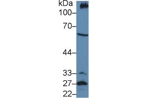 Western blot analysis of Mouse Kidney lysate, using Mouse PCX Antibody (5 µg/ml) and HRP-conjugated Goat Anti-Rabbit antibody (