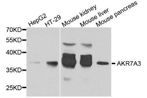 Western blot analysis of extracts of various cell lines, using AKR7A3 antibody. (AKR7A3 antibody  (AA 1-331))