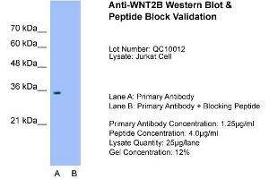 Host:  Rabbit  Target Name:  WNT2B  Sample Type:  Jurkat  Lane A:  Primary Antibody  Lane B:  Primary Antibody + Blocking Peptide  Primary Antibody Concentration:  1. (WNT2B antibody  (Middle Region))
