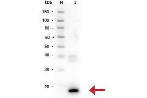 Western Blotting (WB) image for anti-Interleukin 10 (IL10) antibody (ABIN5706825)
