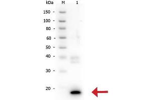 Western Blot of Rabbit anti-IL-10 antibody. (IL-10 antibody)