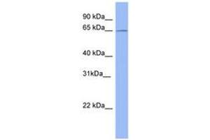 Image no. 1 for anti-Methyltransferase Like 3 (METTL3) (AA 503-552) antibody (ABIN6741673) (METTL3 antibody  (AA 503-552))