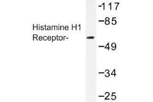 Image no. 1 for anti-Histamine Receptor H1 (HRH1) antibody (ABIN317706) (HRH1 antibody)