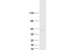 Validation with Western Blot (RNLS Protein (Transcript Variant 1) (Myc-DYKDDDDK Tag))