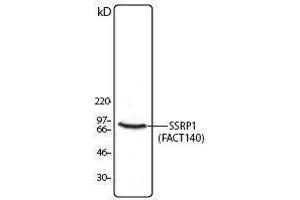 Western Blotting (WB) image for anti-Structure Specific Recognition Protein 1 (SSRP1) antibody (ABIN2666368) (SSRP1 antibody)