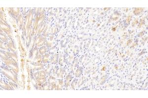 Detection of GSTA4 in Mouse Stomach Tissue using Polyclonal Antibody to Glutathione S Transferase A4 (GSTA4) (GSTA4 antibody  (AA 1-222))