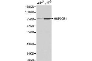 Western blot analysis of Hela cell and K562 cell lysate using HSP90B1 antibody.
